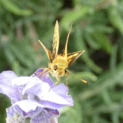 Ocybadistes walkeri (Green Grass-dart) at Queanbeyan, NSW - 9 Feb 2022 by Paul4K