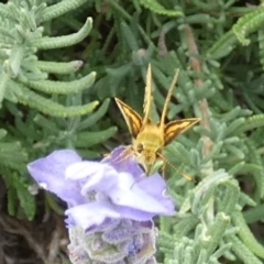 Ocybadistes walkeri at Queanbeyan, NSW - suppressed