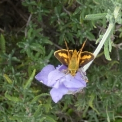 Ocybadistes walkeri at Queanbeyan, NSW - 9 Feb 2022