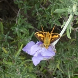 Ocybadistes walkeri at Queanbeyan, NSW - suppressed