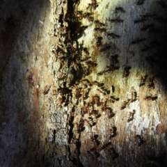 Papyrius sp. (genus) (A Coconut Ant) at Block 402 - 10 Feb 2022 by HelenCross