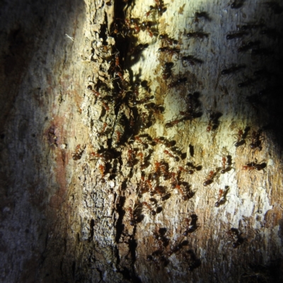 Papyrius sp. (genus) (A Coconut Ant) at Piney Ridge - 10 Feb 2022 by HelenCross