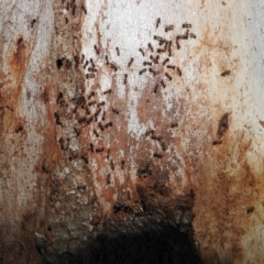 Papyrius sp. (genus) at Stromlo, ACT - 10 Feb 2022