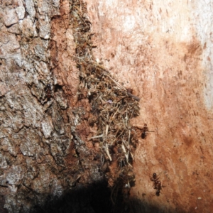 Papyrius sp. (genus) at Stromlo, ACT - 10 Feb 2022