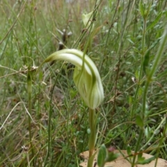 Diplodium ampliatum (Large Autumn Greenhood) at Boro, NSW - 10 Feb 2022 by Paul4K