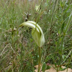 Diplodium ampliatum at Boro, NSW - suppressed