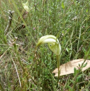 Diplodium ampliatum at Boro, NSW - suppressed