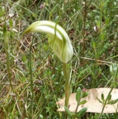 Diplodium ampliatum at Boro, NSW - suppressed