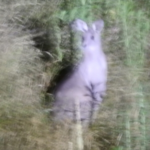 Macropus giganteus at Stromlo, ACT - 10 Feb 2022