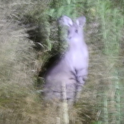 Macropus giganteus (Eastern Grey Kangaroo) at Block 402 - 10 Feb 2022 by HelenCross