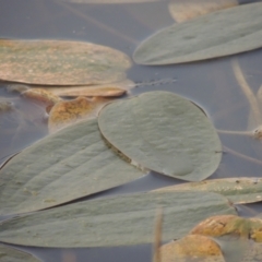 Ottelia ovalifolia (Swamp Lily) at Tennent, ACT - 8 Jun 2015 by MichaelBedingfield