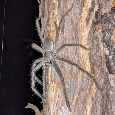 Isopeda canberrana (Canberra Huntsman Spider) at Block 402 - 10 Feb 2022 by HelenCross