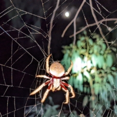 Hortophora biapicata (Orb-weaving Spider) at Block 402 - 10 Feb 2022 by HelenCross