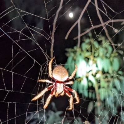 Hortophora biapicata (Orb-weaving Spider) at Block 402 - 10 Feb 2022 by HelenCross