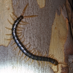 Cormocephalus aurantiipes (Orange-legged Centipede) at Piney Ridge - 10 Feb 2022 by HelenCross