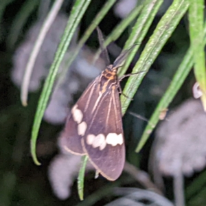 Nyctemera amicus at Molonglo Valley, ACT - 10 Feb 2022