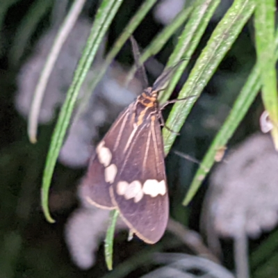 Nyctemera amicus (Senecio Moth, Magpie Moth, Cineraria Moth) at Molonglo Valley, ACT - 10 Feb 2022 by HelenCross