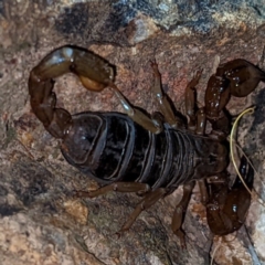 Urodacus manicatus (Black Rock Scorpion) at Molonglo Valley, ACT - 10 Feb 2022 by HelenCross