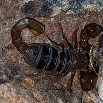 Urodacus manicatus (Black Rock Scorpion) at Piney Ridge - 10 Feb 2022 by HelenCross