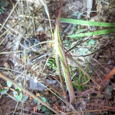 Acrida conica (Giant green slantface) at Denman Prospect 2 Estate Deferred Area (Block 12) - 10 Feb 2022 by HelenCross