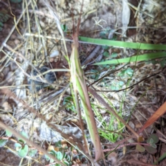 Acrida conica at Molonglo Valley, ACT - 10 Feb 2022