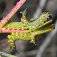 Pterygophorinae (subfamily) (Sawfly) at Cotter River, ACT - 8 Feb 2022 by Harrisi