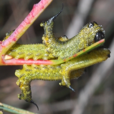 Pterygophorinae (subfamily) (Sawfly) at Cotter River, ACT - 8 Feb 2022 by Harrisi