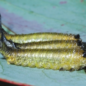 Pergidae sp. (family) at Cotter River, ACT - 8 Feb 2022