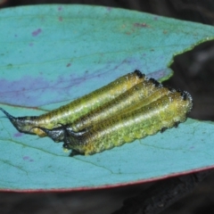 Pergidae sp. (family) at Cotter River, ACT - 8 Feb 2022