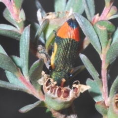 Castiarina kerremansi (A jewel beetle) at Namadgi National Park - 8 Feb 2022 by Harrisi