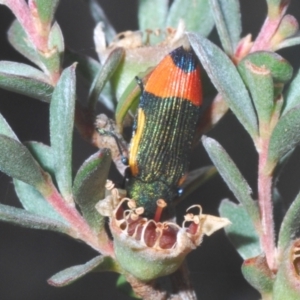 Castiarina kerremansi at Cotter River, ACT - 8 Feb 2022 06:15 PM