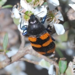 Castiarina thomsoni (A jewel beetle) at Cotter River, ACT - 8 Feb 2022 by Harrisi