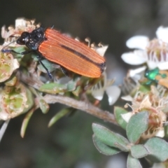 Castiarina nasuta (A jewel beetle) at Cotter River, ACT - 8 Feb 2022 by Harrisi