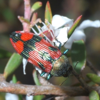 Castiarina delectabilis (A jewel beetle) at Namadgi National Park - 8 Feb 2022 by Harrisi