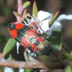Castiarina delectabilis (A jewel beetle) at Cotter River, ACT - 8 Feb 2022 by Harrisi