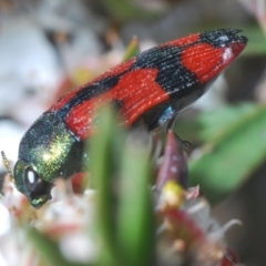 Castiarina delectabilis at Cotter River, ACT - 8 Feb 2022