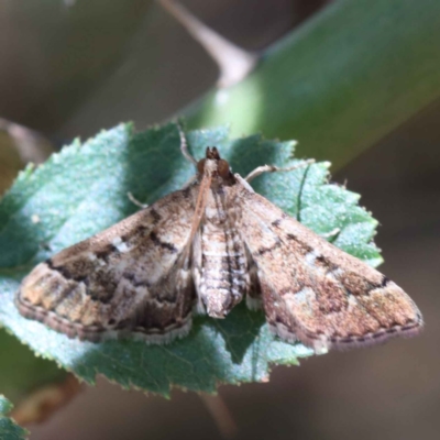 Nacoleia rhoeoalis (A Crambid moth (Spilomelinae) at Yarralumla, ACT - 3 Feb 2022 by ConBoekel