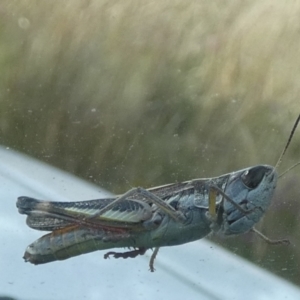 Macrotona australis at Boro, NSW - suppressed