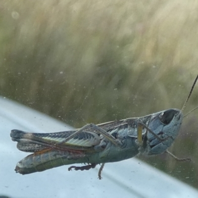 Macrotona australis (Common Macrotona Grasshopper) at Boro - 10 Feb 2022 by Paul4K