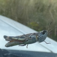 Macrotona australis at Boro, NSW - suppressed