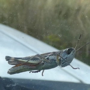 Macrotona australis at Boro, NSW - suppressed