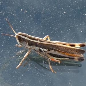 Macrotona australis at Boro, NSW - suppressed