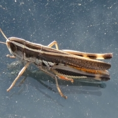 Macrotona australis at Boro, NSW - suppressed