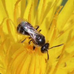 Lasioglossum (Chilalictus) sp. (genus & subgenus) (Halictid bee) at Blue Gum Point to Attunga Bay - 3 Feb 2022 by ConBoekel