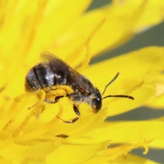 Lasioglossum (Chilalictus) sp. (genus & subgenus) at Yarralumla, ACT - 3 Feb 2022