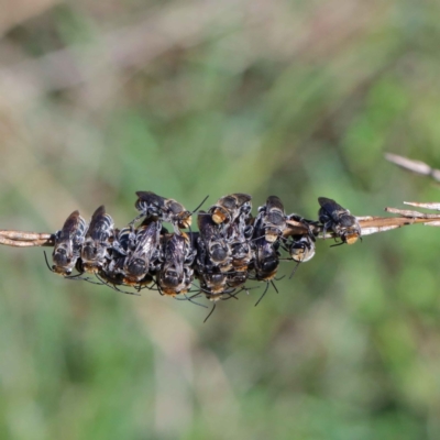 Lipotriches (Austronomia) australica at Lake Burley Griffin West - 2 Feb 2022 by ConBoekel