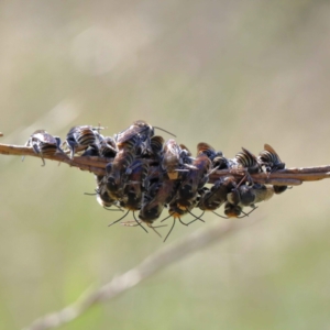 Lipotriches (Austronomia) australica at Yarralumla, ACT - 3 Feb 2022