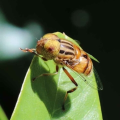 Eristalinus (genus) (A Hover Fly) at Yarralumla, ACT - 3 Feb 2022 by ConBoekel