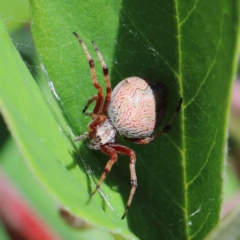 Salsa fuliginata (Sooty Orb-weaver) at Yarralumla, ACT - 3 Feb 2022 by ConBoekel