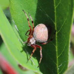 Salsa fuliginata at Yarralumla, ACT - 3 Feb 2022